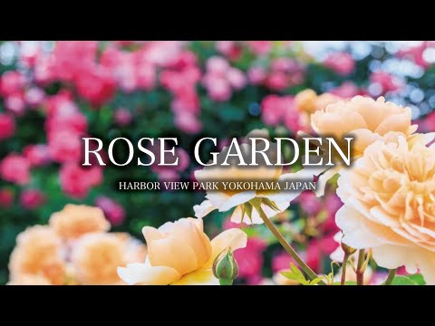 Beautiful Rose Garden Ambient ‘Harbor View Park’ Yokohama, Kanagawa, Japan｜4K Flower Garden