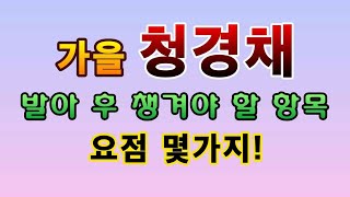 [텃밭농부.791]  가을청경채 새싹을 보호하는 요점 몇가지 #청경채재배