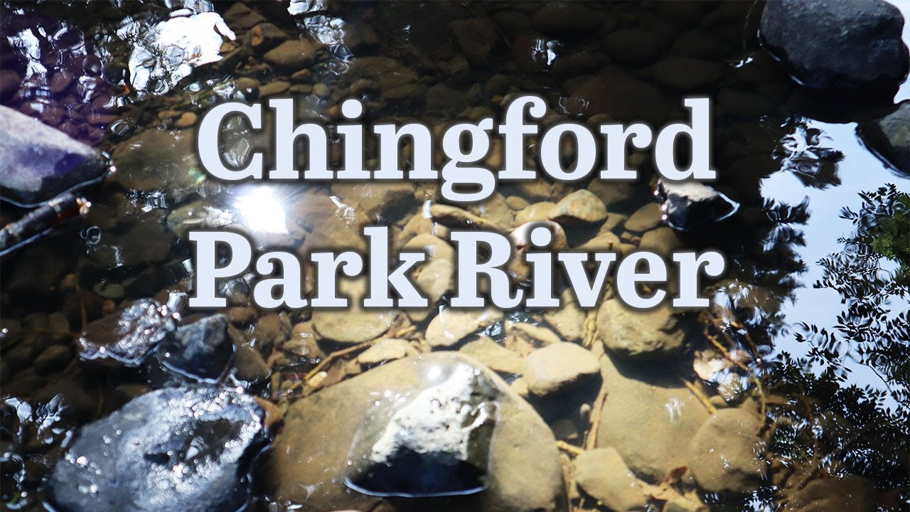 Discover Leith river in the mist of Chingford Park