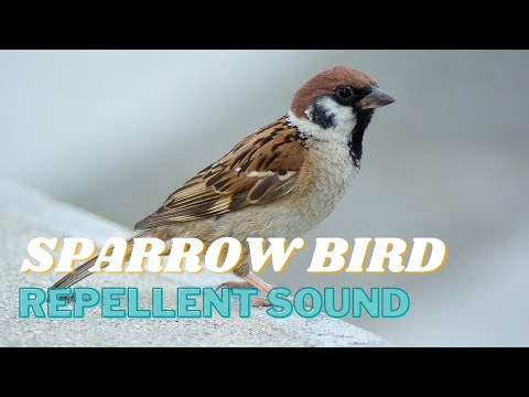 Sparrow Repellent Sound