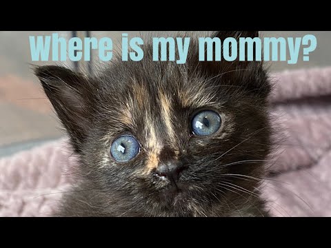 Foster Kittens Rescue Story/ Why Don’t They Have a Mom?