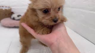 ハーフ犬の動画01
