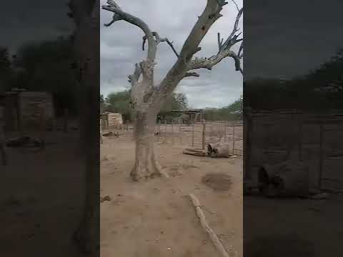 casa de la tia baya la cañada chancani Córdoba  junio 23