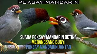Download lagu SUARA POKSAY MANDARIN BETINA COCOK UNTUK PANCINGAN... mp3