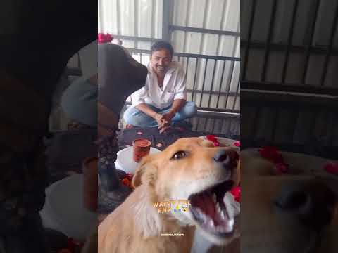 Dog Reaction On Kaal Bhairav Aarti🔥🙏🔱#shortsviral #ytshorts #mahadev #kaalbhairav #dog