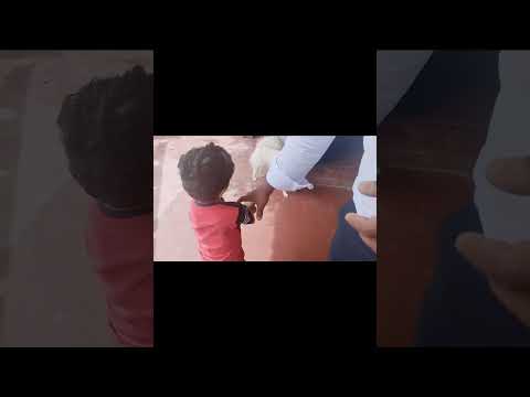 Arpan Babu funny doggy amazing time