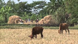 Bangladesh: The Coming Storm