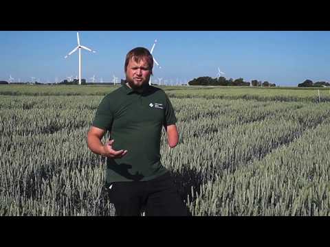 Düngungsversuch N-Form Winterweizen