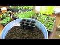 Complete Guide to Seed Starting Chives, Oregano & Thyme: Watering, Fertilizing, Cinnamon