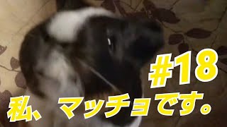 【モルモット】今日の親びんさん。マッチョに立つ！【guineapig】#18