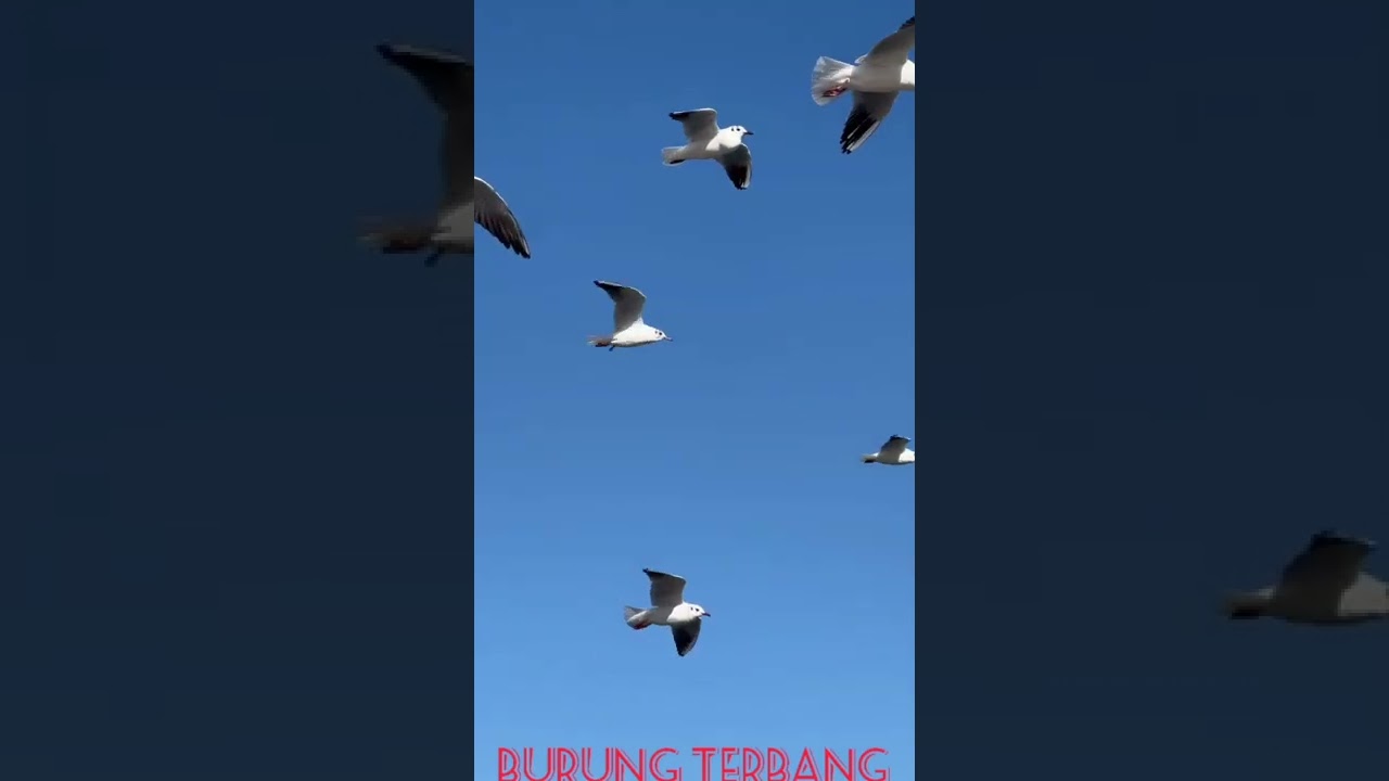 AG25.burung terbang#shots