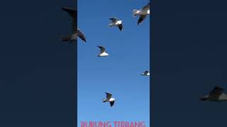 Download lagu AG25.burung terbang#shots mp3