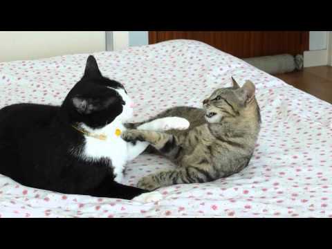 je t aime moi non plus.MOV