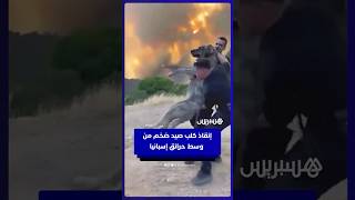 إنقاذ كلب صيد ضخم من وسط حرائق إسبانيا thumbnail