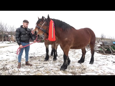 Iepele (caii) lui Gabi de la Bata, Bistrita-Nasaud 2021 Nou!!!