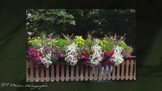 Compositions Florales Pralognan la Vanoise