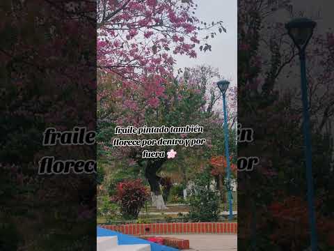 #frailepintado#jujuy