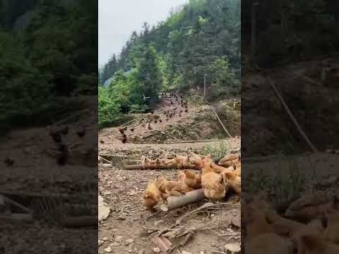 雞會認主人嗎