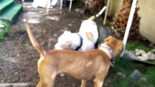 ADOPT A DOG!  Hope, the momma pit bull from Lancaster is dog friendly!