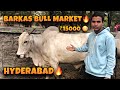 Barkas Bull Market Hyderabad Old City Qurbani Janwar Best Bulls Of Hyderabad Bakrid Eiduladha