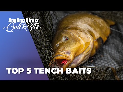 Top 5 Tench Baits - Coarse Fishing Quickbite