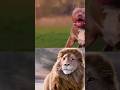क्या Pitbull dog lion से जीत सकता है ? 🤔 |  #fact #fight #lion #pitbull #wildlife #anim