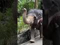 Elephants Queue Dehiwala Zoo SriLanka