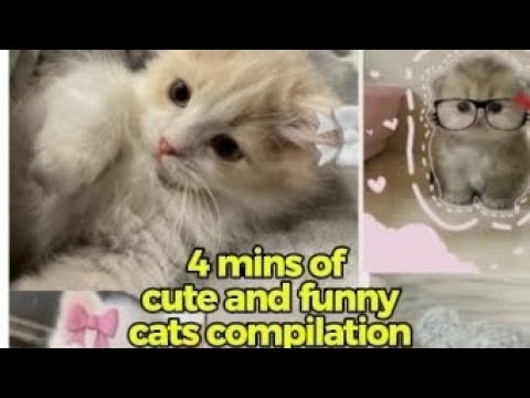 Cute funny and crazy cat compilation #cats #cute #funny #aestheic #ytvideo 