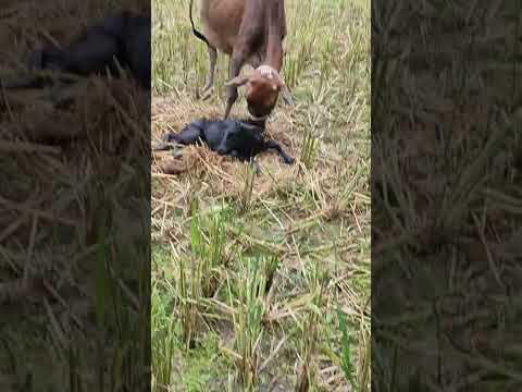 Biggest Cow In The World 🇮🇳 Beautiful Cow in The world WhatsApp Viral Cow Lover video #shorts 1298