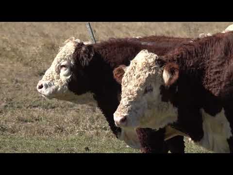 Gran remate Hereford en la rural de San Carlos Centro (Santa Fe) el viernes 31 de julio
