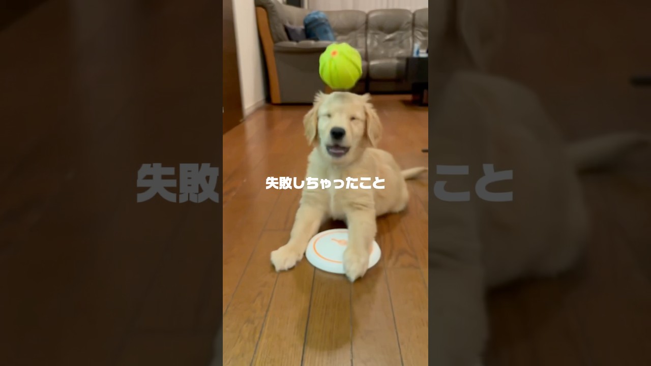 今週も1週間お疲れ様👏みんなはご褒美何にする？？#ゴルパピ#ゴールデンレトリバー