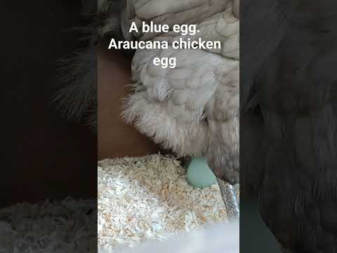 , title : 'araucana chicken egg. chicken lays a blue egg'