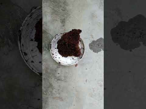 cocopeat #homegardening #garden #cocopeat