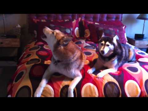 Howling Husky Duet Video