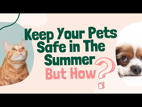Essential Summer Pet Health Tips: Keep Your Furry Friends Safe and Happy!