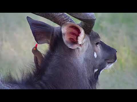 Djuma: Nyala bull feeding - 17:09 - 01/19/21