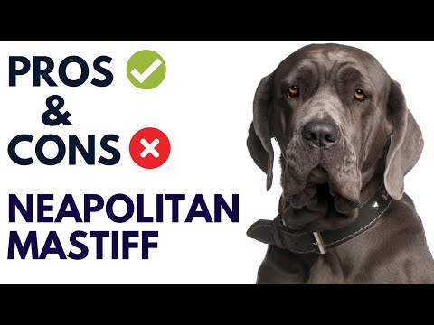 Neapolitan Mastiff Dog Breed Pros and Cons | Mastino Napoletano Dog Advantages and Disadvantages