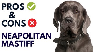 Download lagu Neapolitan Mastiff Dog Breed Pros and Cons | Mastino Napoletano Dog Advantages and Disadvantages mp3 Download lagu Neapolitan Mastiff Dog Breed Pros and Cons | Mastino Napoletano Dog Advantages and Disadvantages mp3