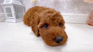 トイプードルの動画01