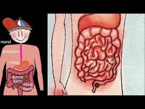 Meester Daan - Het spijsverteringsstelsel