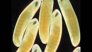 The Locust - Gluing Carpet To Your Genitals Does Not Make You A Cantaloupe