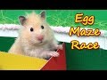 Hamsters Escape from Egg Maze - Hamster Race!