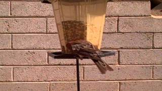 the backyard bird feeder 8-18-11