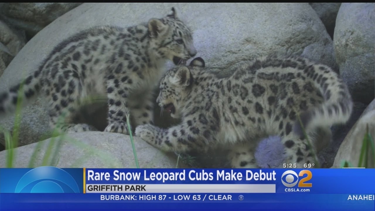 Snow Leopard Cubs Make Debut At LA Zoo