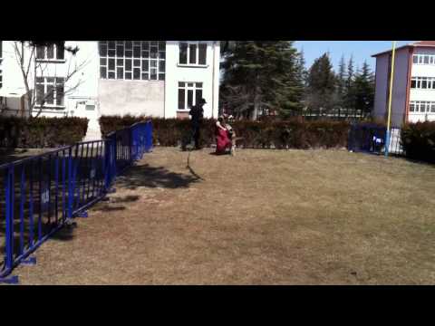 Polis köpeği egitimi - dog training