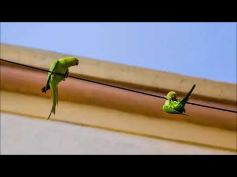 Jiří Teml (*1935): Five pieces for solo clarinet (1973)