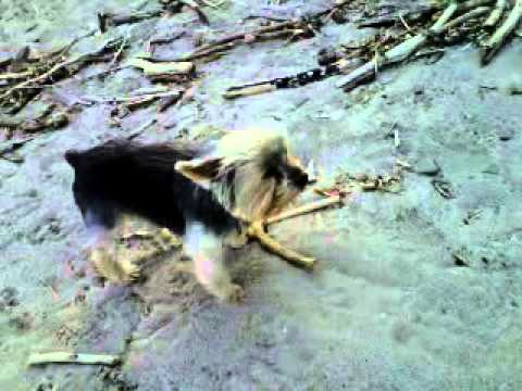 William, an adopted Yorkshire Terrier in Pickering, ON_image-1