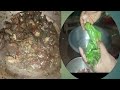Ripuji Wak Kapba