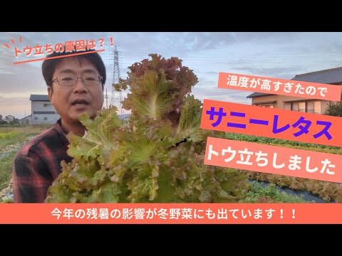 インドライラックは霜を恐れますか？フランスのどこでも栽培できるのでしょうか？  庭園
