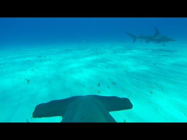 GoPro: Hammerhead Fin Cam in 4K